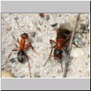 Formica -Serviformica- sanguinea - Blutrote Raubameise - Koenigin 01b 11mm.jpg